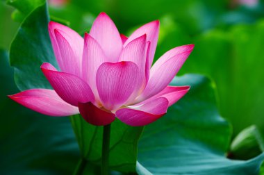 Lotus flower blooming in pond clipart