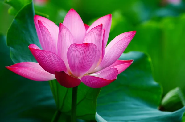 Lotusbloem bloeiend in vijver — Stockfoto