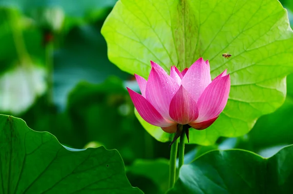 Lotus flower blooming in pond — Stock Photo, Image