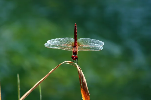 stock image Red dragonfly on a stem