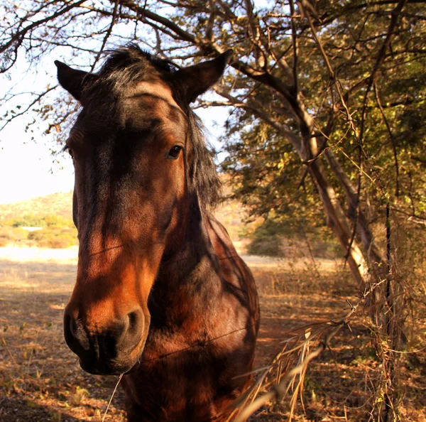 Brown Mare Against Fence — Stock Photo, Image