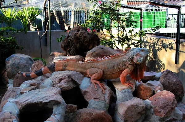 Panjang Penuh Iguana Raksasa di Karang — Stok Foto