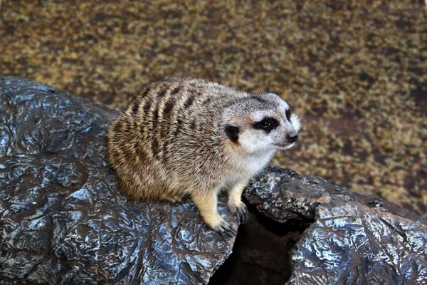 Little Meerkat Sitting on Imitation Stump — Stock Photo, Image