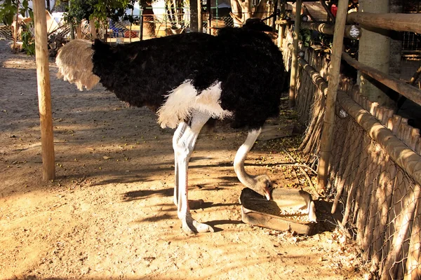 Avestruz comiendo con cuello doblado —  Fotos de Stock