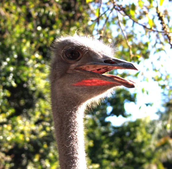 Ostrich Face — Stock Photo, Image