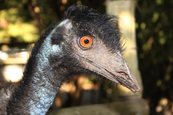 Rosto emu — Fotografia de Stock
