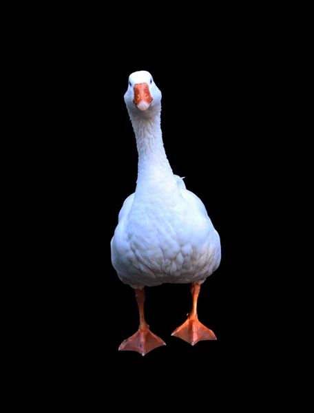 White Geese Terisolasi — Stok Foto