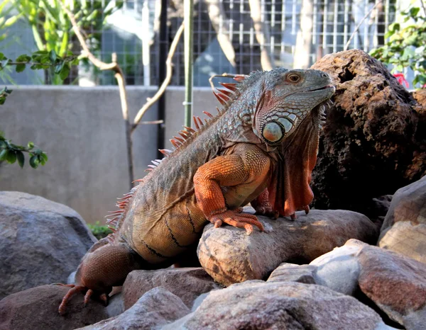 Cabeza y cuerpo de iguana gigante — Foto de Stock