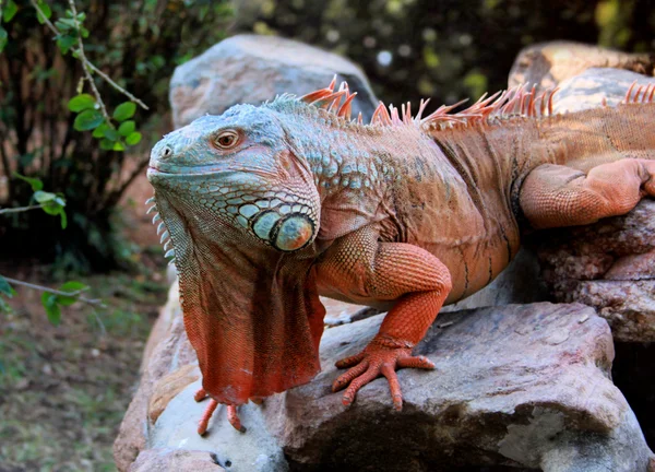Cabeza de iguana gigante —  Fotos de Stock