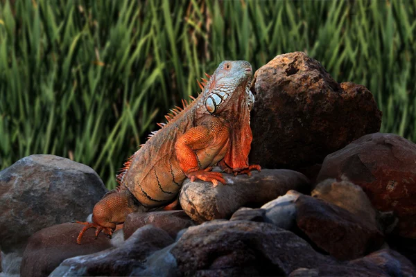 Kayaların üzerinde dev iguana — Stok fotoğraf