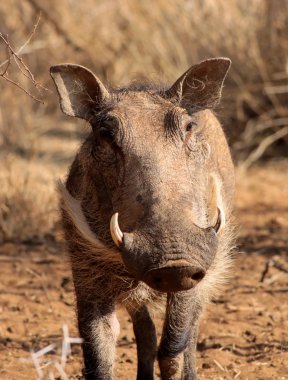 Warthog Male Close-up clipart