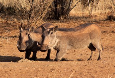 Uyarı warthogs pellet yemek