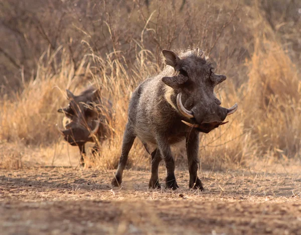 Waarschuwing wrattenzwijnen wandelen door een bushveld gras — Stockfoto