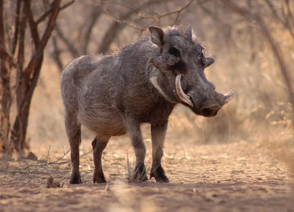 Large Alert Warthog Male — Stock Photo, Image