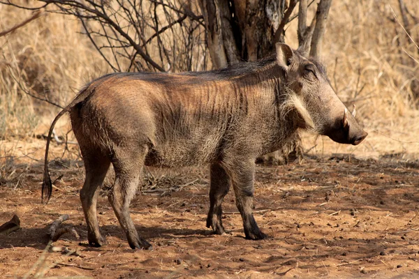 Warthog Male Basking — Stock Photo, Image