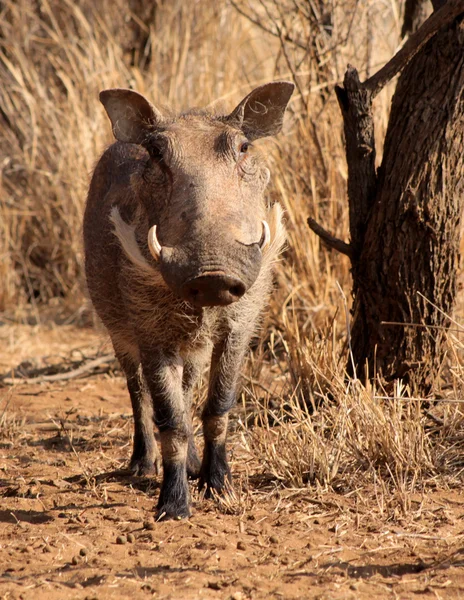 Large Alert Warthog Male — Stock Photo, Image