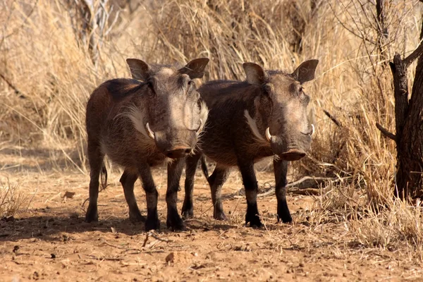 Warthogs Allerta in piedi sotto alberi cespugliosi — Foto Stock