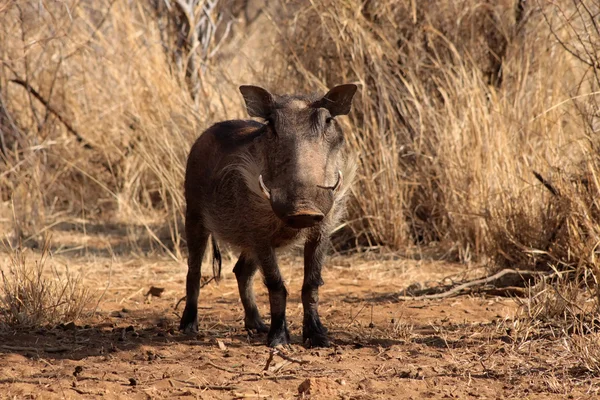 Alerta Warthog Male en Clearing —  Fotos de Stock