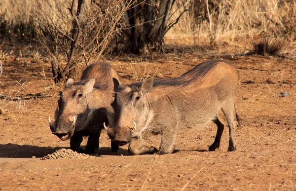 Výstrahy warthogs jíst pelet — Stock fotografie