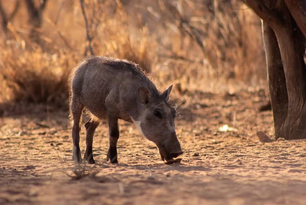 Warthog Piglet — Stock Photo, Image