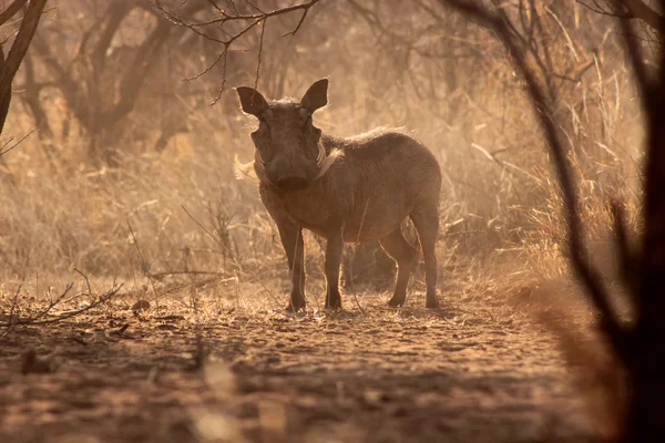 Výstrahy warthog muž v prašném bush — Stock fotografie