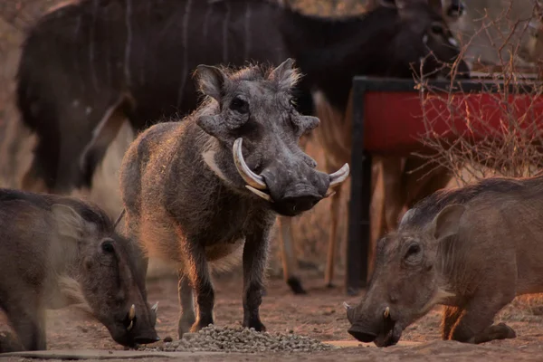 Výstrahy warthogs jíst pelety s chráničem — Stock fotografie