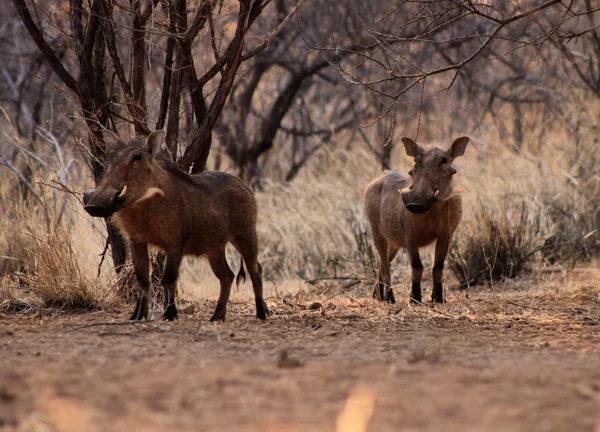 Alerte Warthogs Under Bushveld Trees — Fotografia de Stock