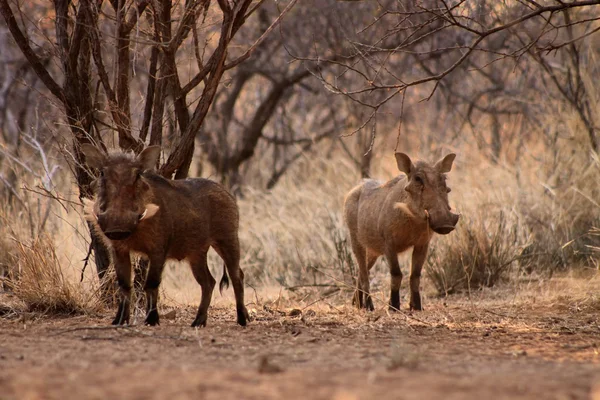 Výstrahy warthogs rozhledna pod bushveld stromy — Stock fotografie