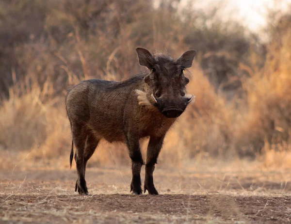 Large Alert Warthogs Male in Clearing — Stock Photo, Image