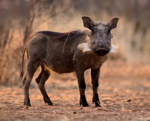 Výstrahy warthog prasnice — Stock fotografie