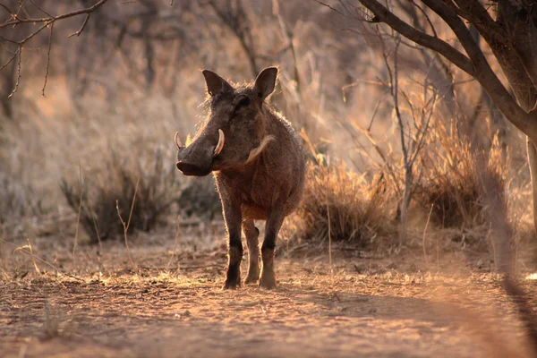 Large Alert Warthogs Male Under Tree — Stock Photo, Image