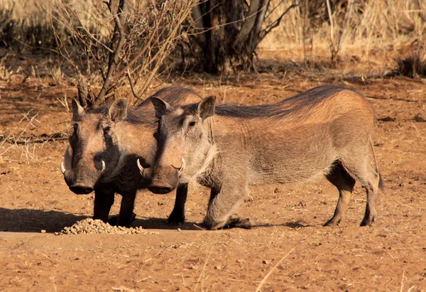 Alert Warthogs Eating Pellets — Stock Photo, Image