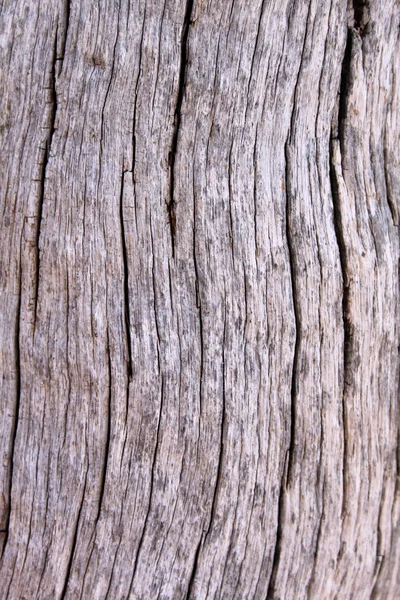 Árbol tronco fondo — Foto de Stock
