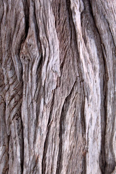 Tree tronco fundo — Fotografia de Stock