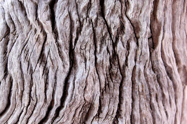 Tle pnia drzewa — Zdjęcie stockowe