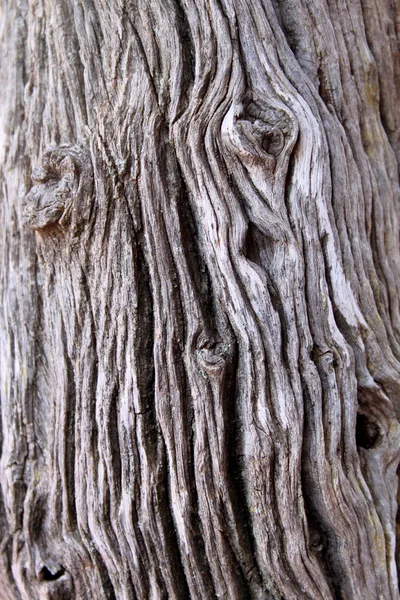 Träd bålen bakgrund — Stockfoto