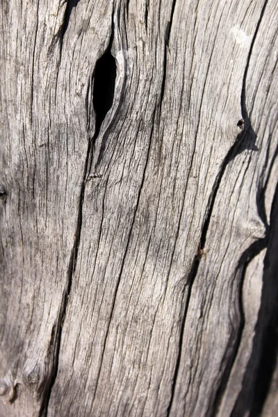 Árbol tronco fondo — Foto de Stock