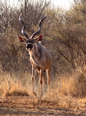 Slender Trophy Kudu Bull clipart