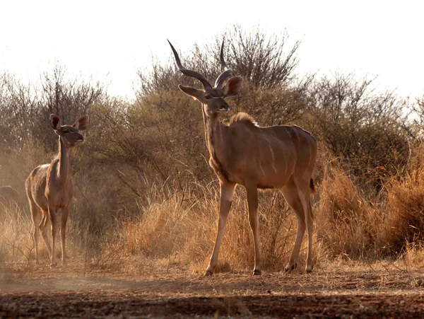 Alerta Kudu Bull e Ewe — Fotografia de Stock