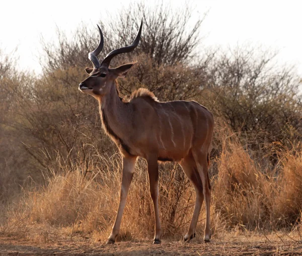 Hrdý kudu býk pozice — Stock fotografie