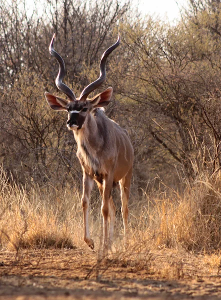 Slender Trophy Kudu Bull — Stock Photo, Image