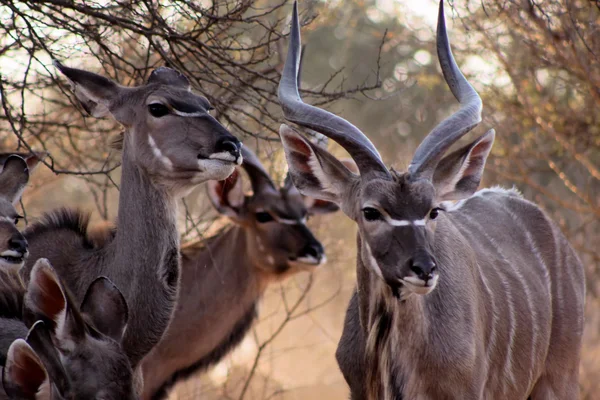 Família kudu — Fotografia de Stock