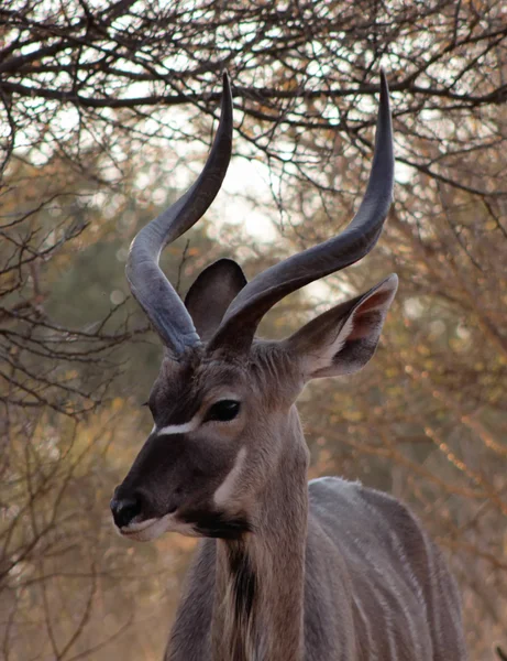 Kudu sotto l'albero di spine di Bushveld — Foto Stock