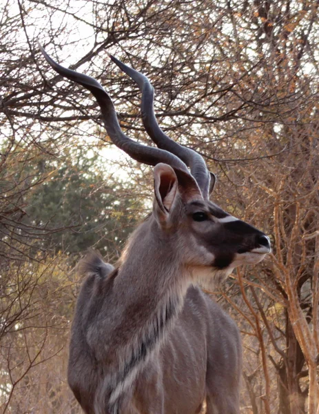Kudu, pohled z boku — Stock fotografie
