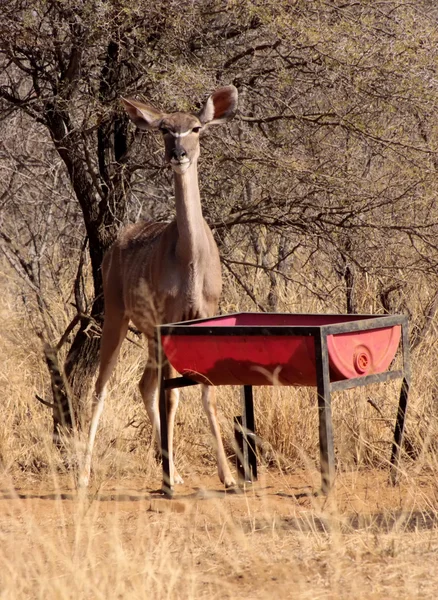Kudu Ewe em Poço de Alimentação — Fotografia de Stock