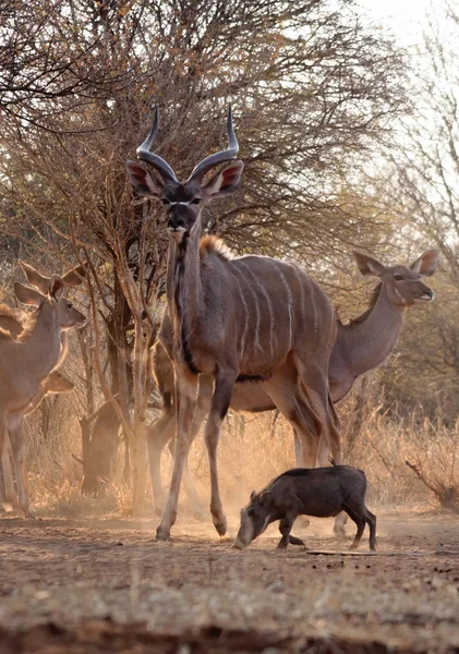 Hrdý kudu býk střežení stáda — Stock fotografie
