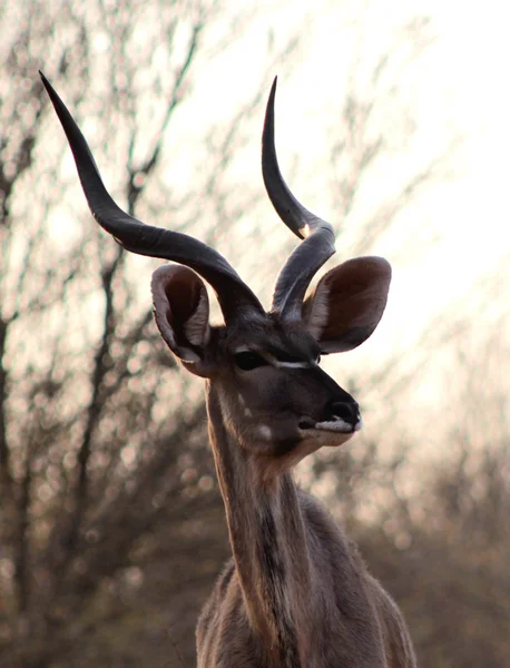 Kudu býk portrét — Stock fotografie
