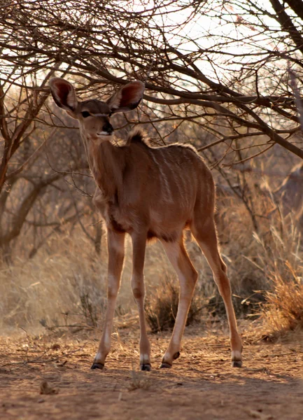 Mladí kudu bahnice hříbě pod bushveld strom — Stock fotografie