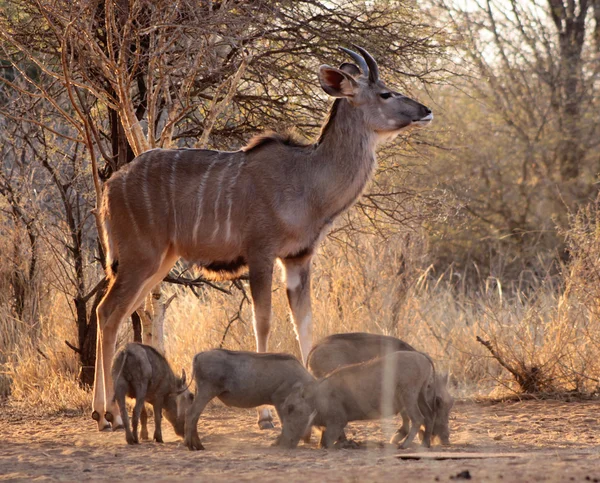 Genç kudu boğa ile warthogs — Stok fotoğraf