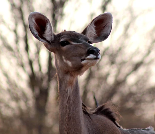 Retrato de alerta Kudu Ewe —  Fotos de Stock